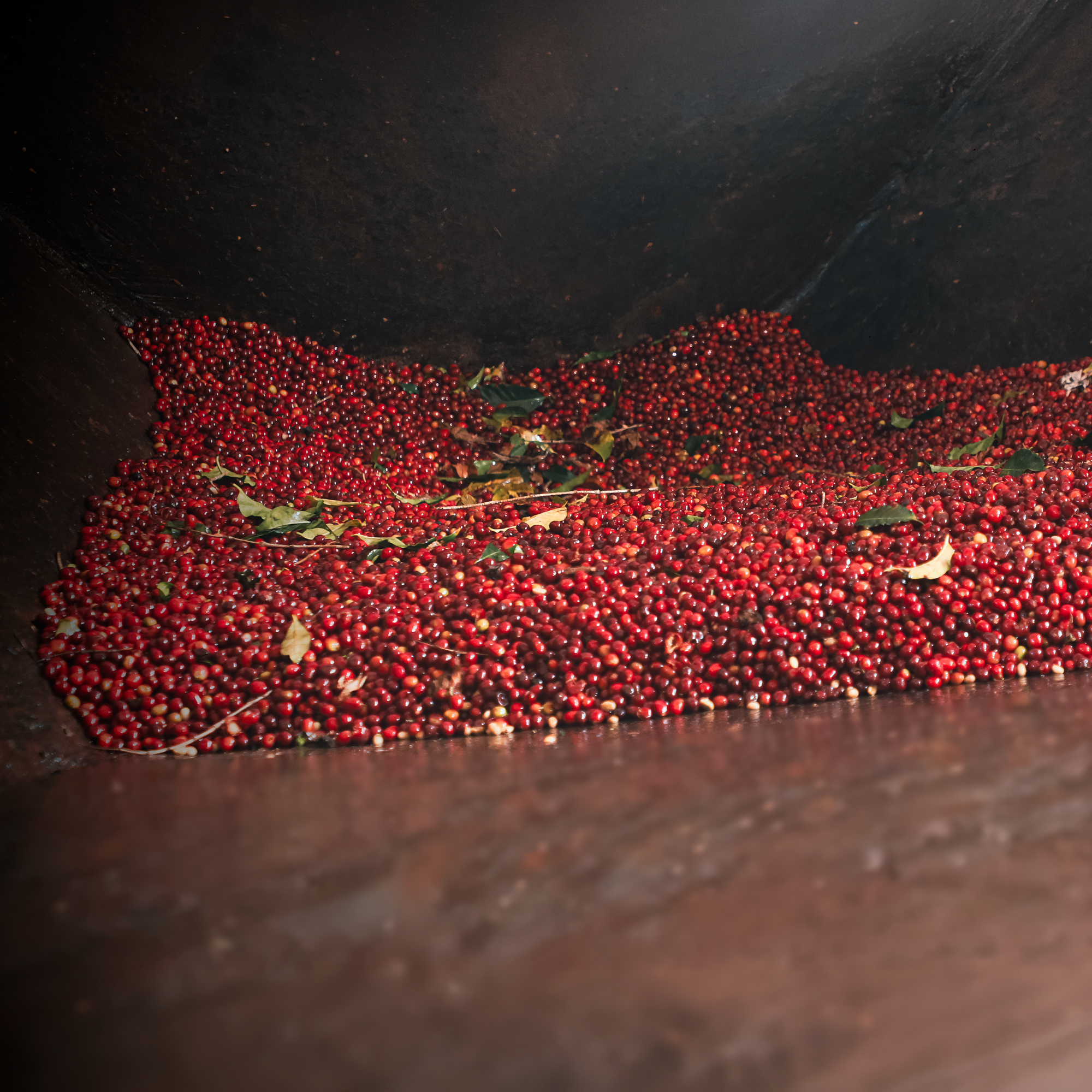 Freshly harvested red coffee cherries piled deep at the Sere Saba wet mill in Ethiopia, awaiting processing